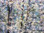 USA-Washington State-Fall City wild cherry springtime blooming Art Print